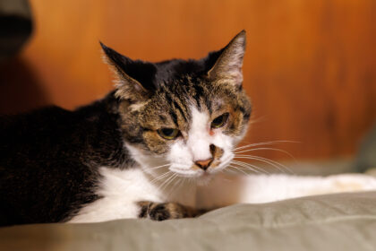ねこ